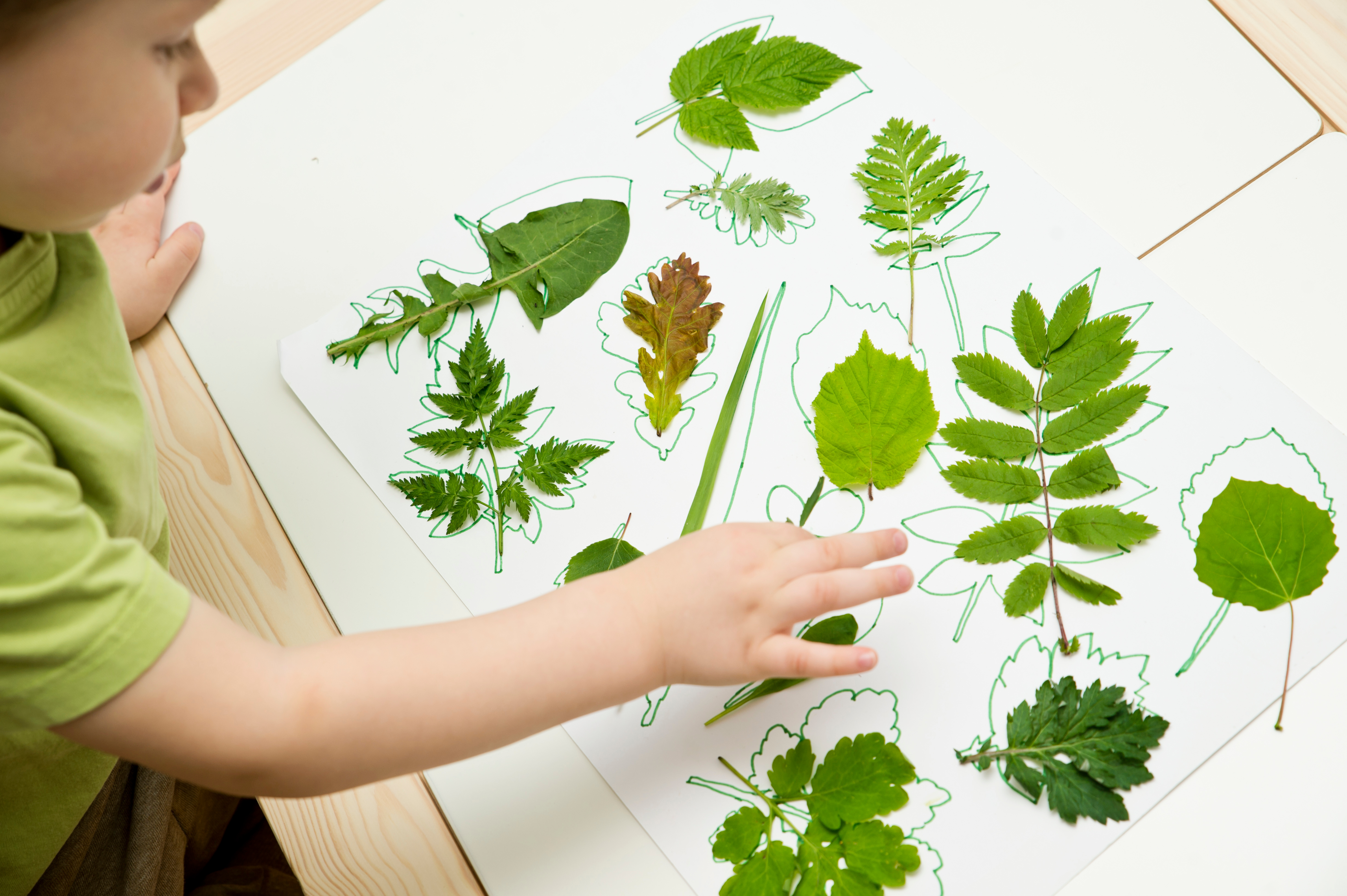 A young child tracing plants from Montessori at home ideas by Kids Garden Steamboat Springs.